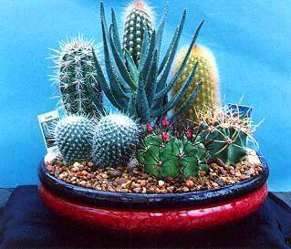 Cactus Mix - variety - 100 seeds