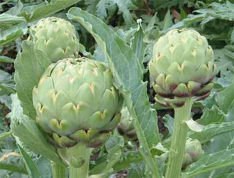 Artichoke Green Globe - 20 seeds