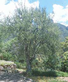 Kiggelaria africana - Wild peach. 10 seeds