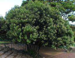 Euclea natalensis. Natal ebony. 10 seeds