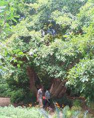 Ficus sur - Broom cluster fig. 10 seeds