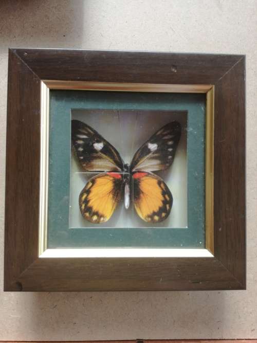 Set Of 4 Beautiful Butterfly Collection Framed In Stunning Wooden Casing - Decorative Wall Art