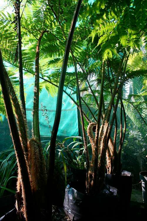 Cyathea Brownii Tree Fern in 40 liter bags