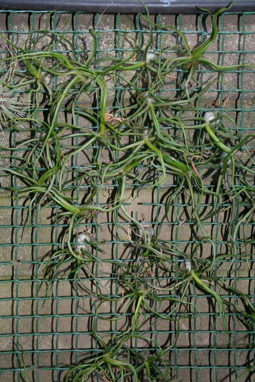 Various tillandsia species (Air plants)