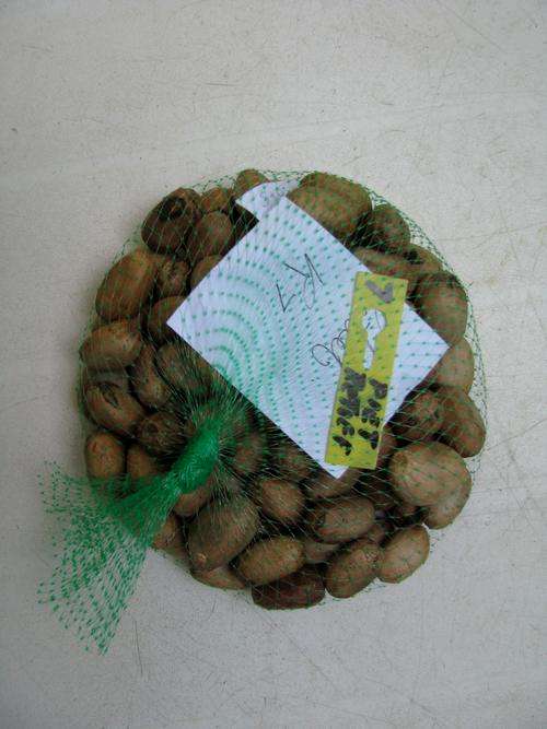 Encephalartos Piet Retief Seed