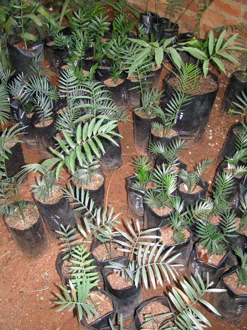 Cycad collector's pack. 10 Cycads included.