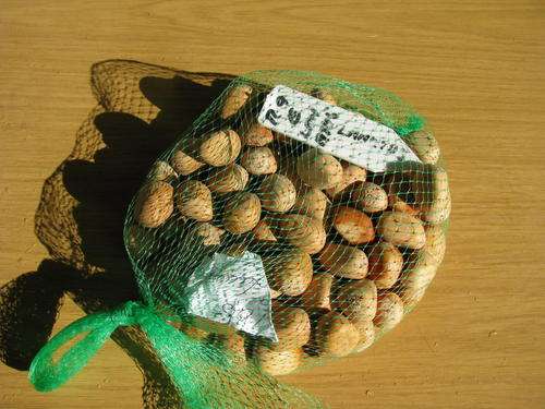 Encephalartos Lanatus Seeds