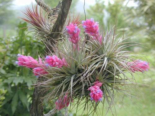Air Plants - Tillandsias 30 Species!!