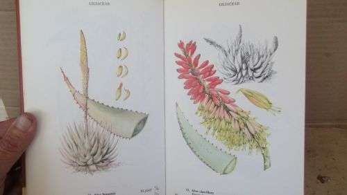 WILD FLOWERS OF THE NORTHERN CAPE/VELDBLOMME VAN DIE NOORDKAAP