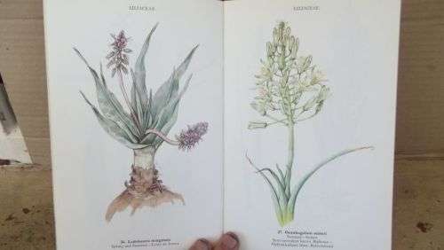 WILD FLOWERS OF THE NORTHERN CAPE/VELDBLOMME VAN DIE NOORDKAAP