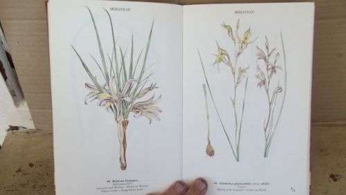 WILD FLOWERS OF THE NORTHERN CAPE/VELDBLOMME VAN DIE NOORDKAAP