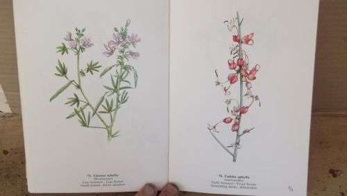 WILD FLOWERS OF THE NORTHERN CAPE/VELDBLOMME VAN DIE NOORDKAAP