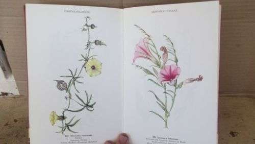 WILD FLOWERS OF THE NORTHERN CAPE/VELDBLOMME VAN DIE NOORDKAAP