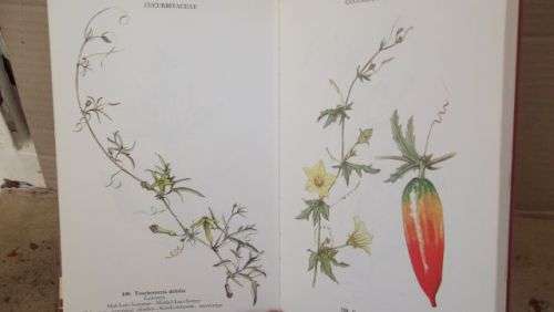 WILD FLOWERS OF THE NORTHERN CAPE/VELDBLOMME VAN DIE NOORDKAAP