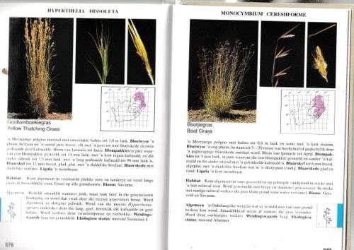 GRASSE VAN SUID-AFRIKA,GIDS TOT----FRITS VAN OUDTSHOORN