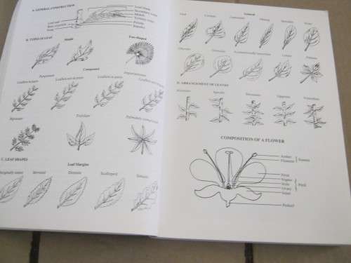 TREES OF THE KRUGER NATIONAL PARK, FIELD GUIDE---PIET VAN WYK