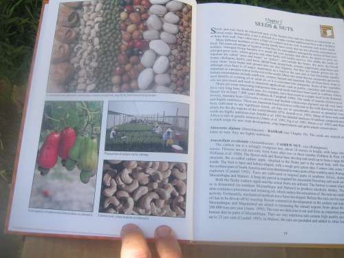 PEOPLE`S PLANTS--BEN-ERIK VAN WYK/NIGEL GERICKE