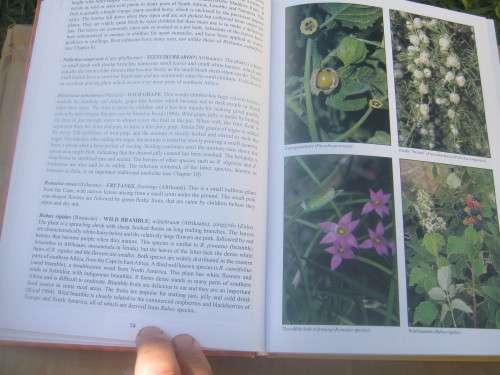 PEOPLE`S PLANTS--BEN-ERIK VAN WYK/NIGEL GERICKE