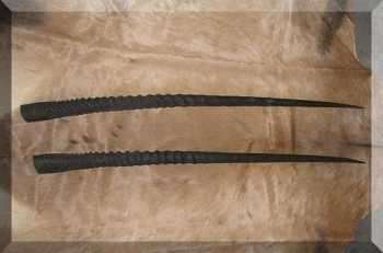 African gemsbok horns - 2 loose horns