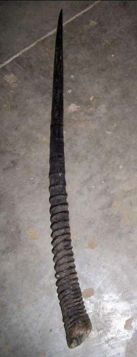Natural African Gemsbok horn