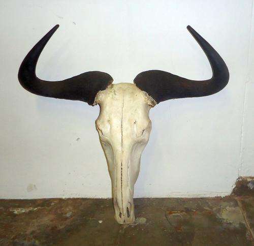 Blue Wildebeest skull