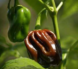 Chocolate Habarnero chili pepper seeds-rare-, plus 1 year supply of nutrient