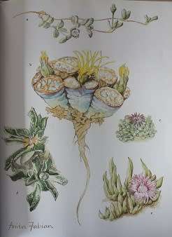 Succulents of the Transvaal by David Hardy--Paintings by Anita Fabian