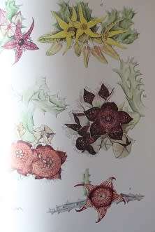 Succulents of the Transvaal by David Hardy--Paintings by Anita Fabian