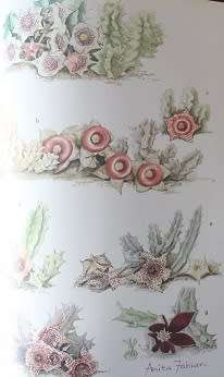Succulents of the Transvaal by David Hardy--Paintings by Anita Fabian