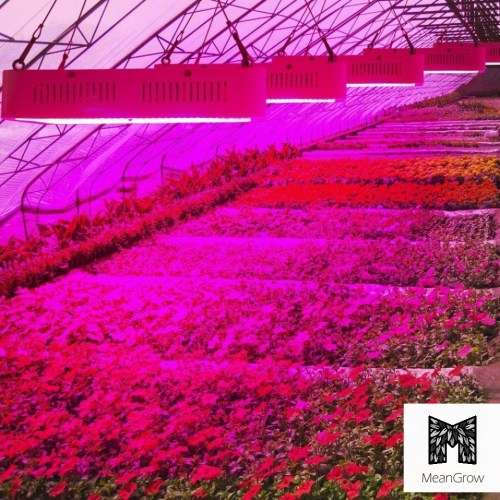 DualX-600 Full Spectrum Grow Light -  600W - Double Chip LED - 10W LED Chips