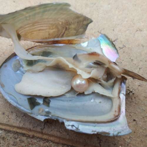Pearl Oyster