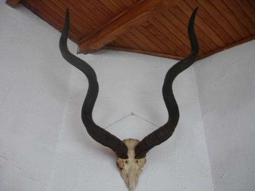 Kudu Trophy