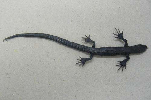 MAGIC TOURNAMENT SERIES  BASS PLASTICS R1.00 START !!!!