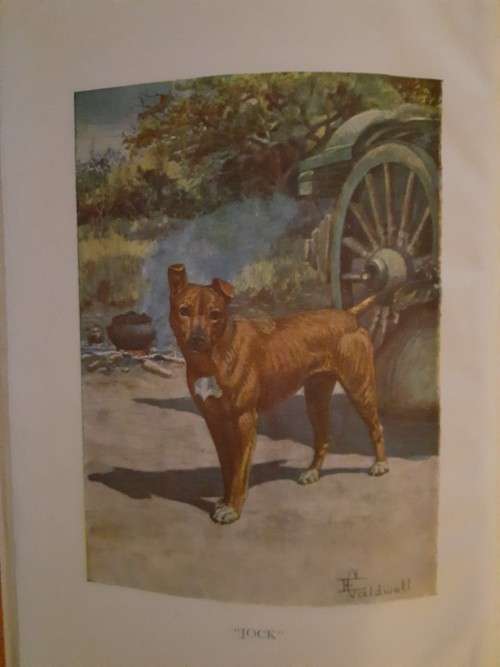 Jock of the Bushveld - Sir Percy Fitzpatrick (Collectable Edition) - Hardcover - 474 Pages