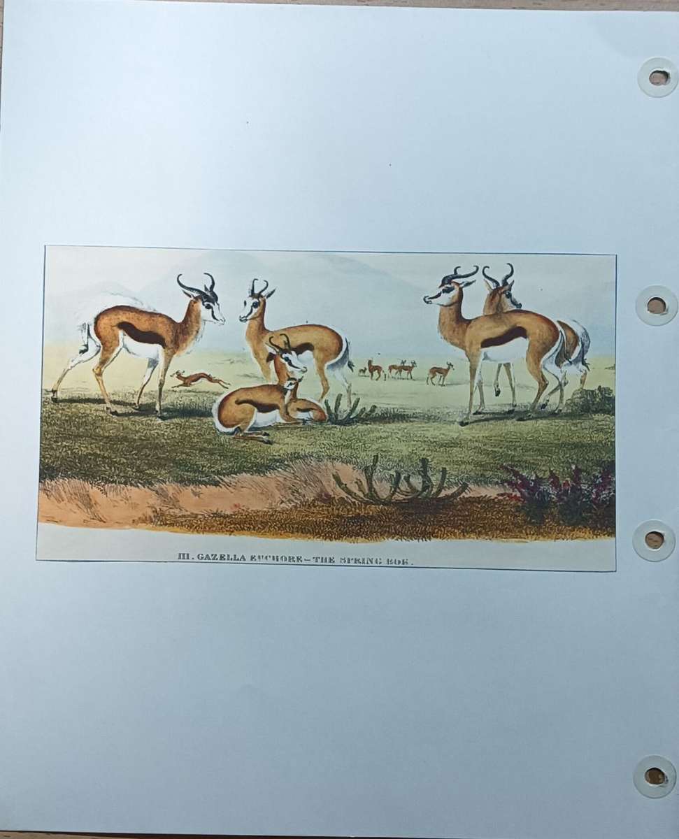 Union of SA 1913 -1922 King George V Part set see descr all UMM except 1\2d (3) and 6d (14b) MM