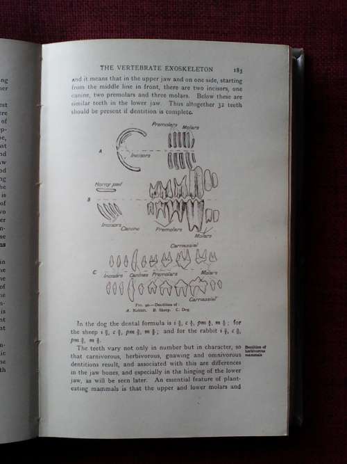 The Elements of General Zoology by William J Dakin. H/C. 511 pp.