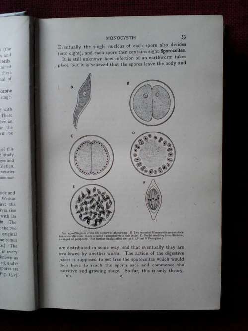 The Elements of General Zoology by William J Dakin. H/C. 511 pp.