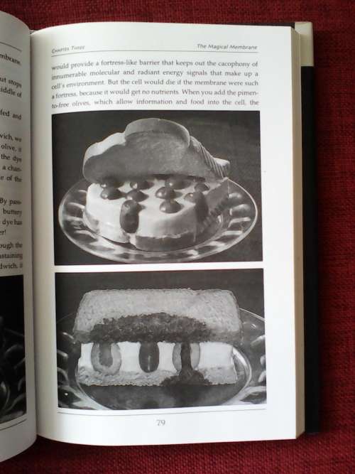 The Biology of Belief by Bruce H Lipton. H/C with jacket. 2005. 224 pp.