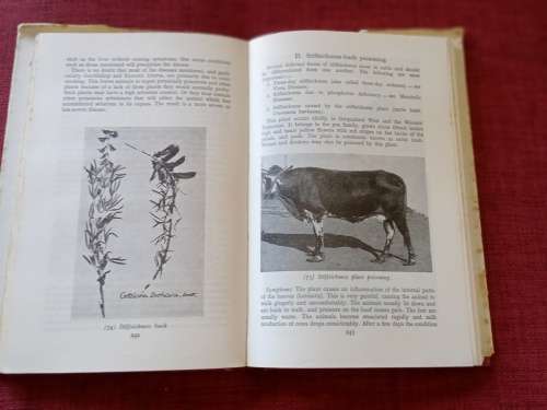 Handbook of Stock Diseases by Mönnig and Veldman. 5th revised edition 1970. H/C with jacket. 459 pp.