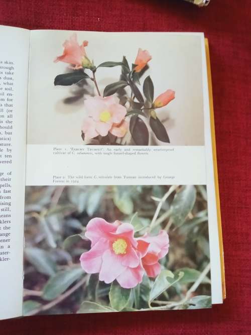 Growing Camellias by Neil Treseder and Edward Hyams. 1st 1975. H/C with jacket. 197 pp.