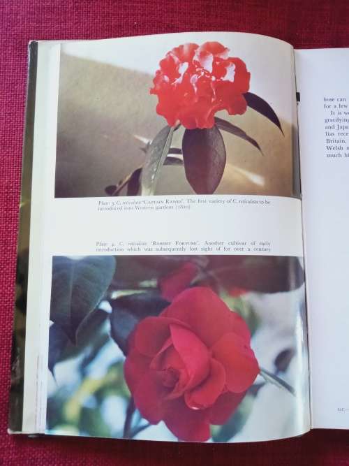 Growing Camellias by Neil Treseder and Edward Hyams. 1st 1975. H/C with jacket. 197 pp.