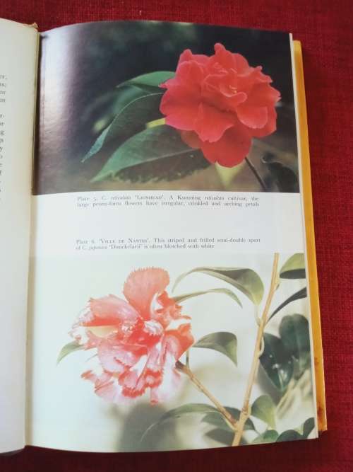 Growing Camellias by Neil Treseder and Edward Hyams. 1st 1975. H/C with jacket. 197 pp.