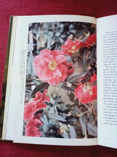 Growing Camellias by Neil Treseder and Edward Hyams. 1st 1975. H/C with jacket. 197 pp.