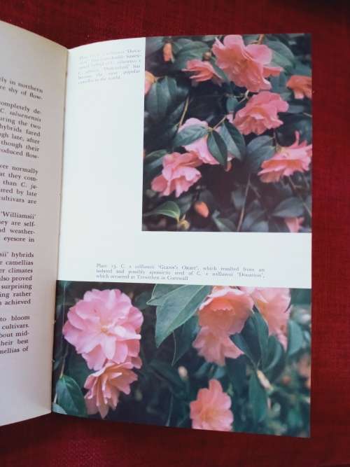 Growing Camellias by Neil Treseder and Edward Hyams. 1st 1975. H/C with jacket. 197 pp.
