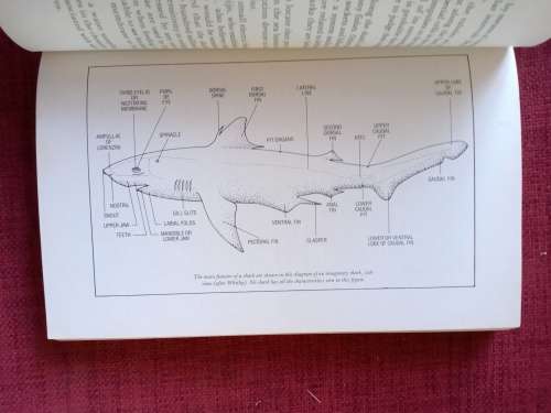 Shark Attack by Victor Coppleson and Peter Goadby. Revised edition 1988. S/C. 262 pp.
