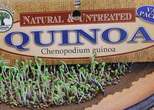 Quinoa Sprouting Seeds - 100g  (Cuisine)