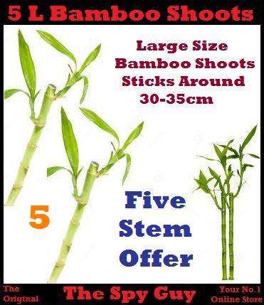 Lucky Bamboo Stems x5 Measuring Around 30-35cm Each Stem Good Feng Shui Bamboo Plants