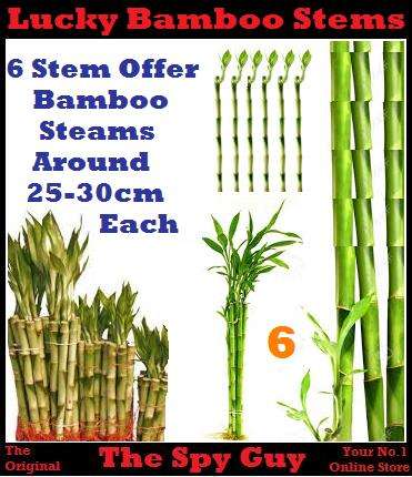 Lucky Bamboo Stems x6 Measuring Around 25-30cm Each Stem Good Feng Shui Bamboo Plants