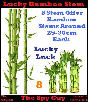 Lucky Bamboo Stems x8 Measuring Around 25-30cm Each Stem Good Feng Shui Bamboo Plants