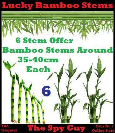 Lucky Bamboo Stems x6 Measuring Around 35-40cm Each Stem Good Feng Shui Bamboo Plants